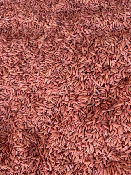 Goldie Oats Seed