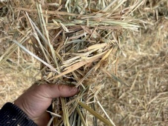 Oaten Hay