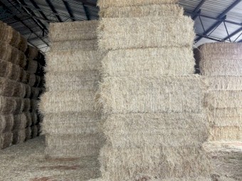 250mt Oaten Hay and Barley Hay 450-500kg 8x4x3 Bales