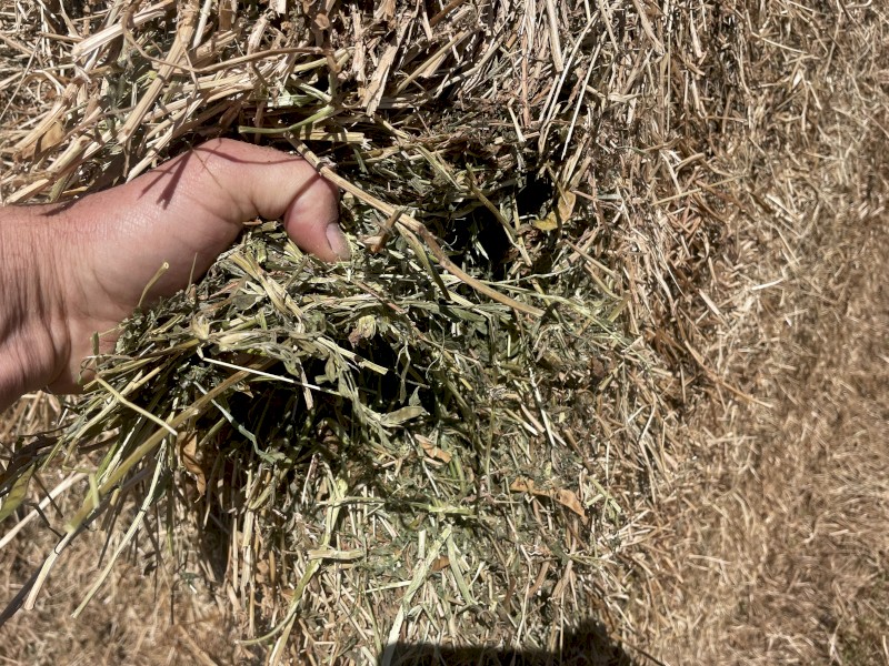 Vetch Hay