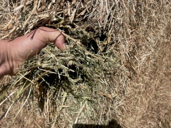 Vetch Hay