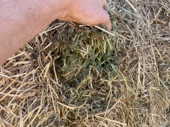 Vetch Hay