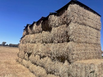 Vetch Hay