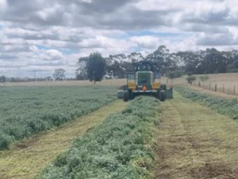 150mt B2 tested Vetch Hay HD 8x4x3 Bales
