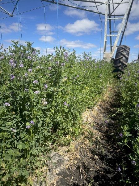 1000kg Lucerne seed