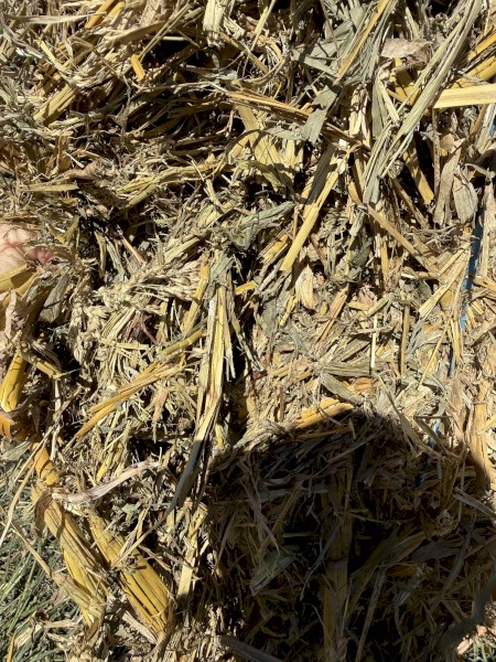 45mt Forage Sorghum Hay 600kg 8x4x3 Bales