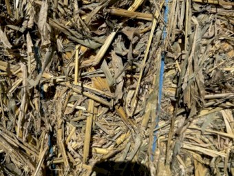 45mt Forage Sorghum Hay 600kg 8x4x3 Bales