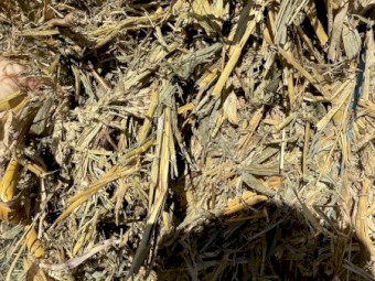 45mt Forage Sorghum Hay 600kg 8x4x3 Bales