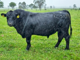 LAWSON Angus Bull
