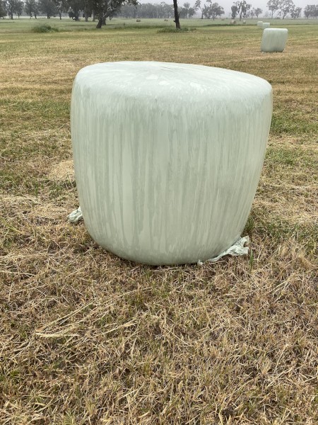 200 x Oaten Rye Silage 4x4 Rolls
