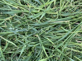 200 x Oaten Rye Silage 4x4 Rolls