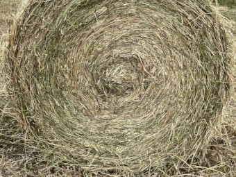 200 x Oaten Rye Silage 4x4 Rolls