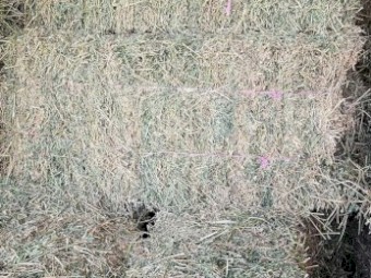Lucerne little squares bales 