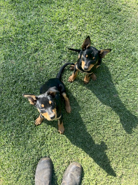 2 Black and Tan Kelpie Pups 