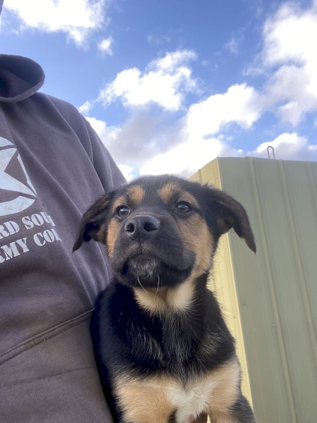 Kelpie/Border collie pups