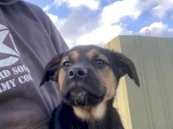 Kelpie/Border collie pups