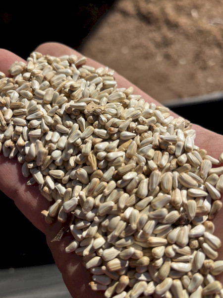 35mt Safflower