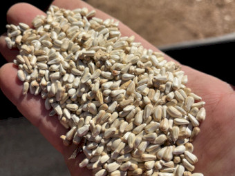 35mt Safflower