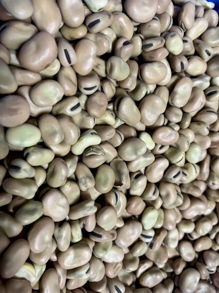 90mt Faba Beans