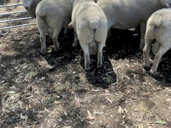 White Suffolk X Southdown Rams