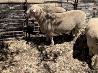 White Suffolk X Southdown Rams