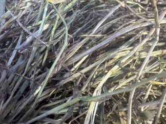 Grass Hay small square bales in bale baron packs