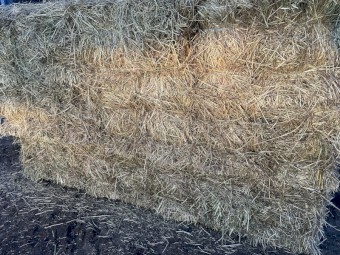 Grass Hay small square bales in bale baron packs