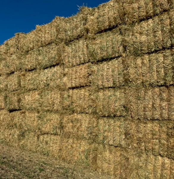 BARLEY HAY