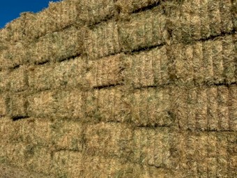 BARLEY HAY