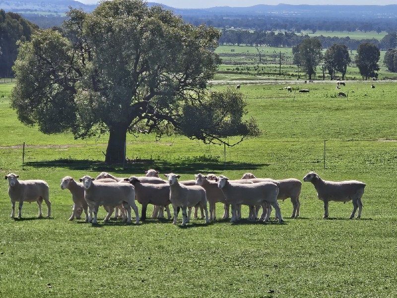 Poll Dorset Rams