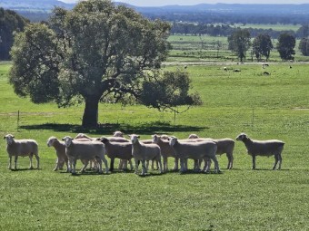 Poll Dorset Rams