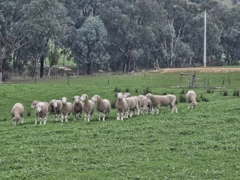 Poll Dorset Rams