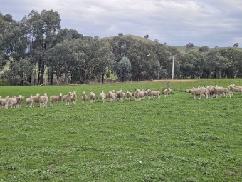 Poll Dorset Rams