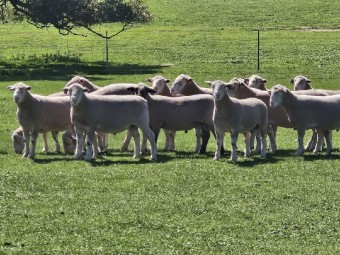 Poll Dorset Rams