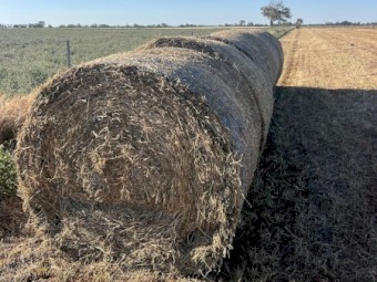450 x Vetch Hay 5x4 Rolls
