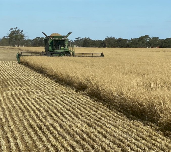 100mt Feed Oats