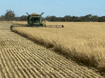 100mt Feed Oats