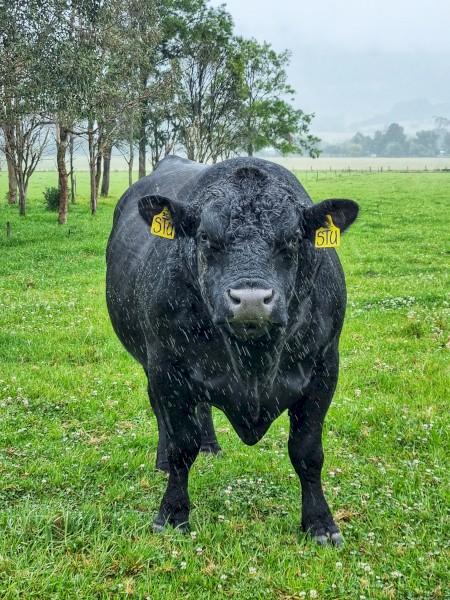 LAWSON Angus Bull