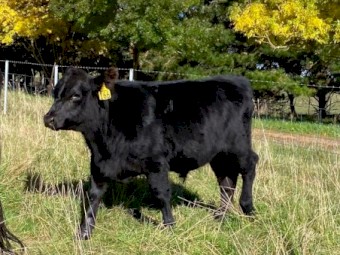 Stud Angus Bull