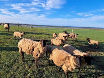 Suffolk Ewes x 20