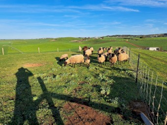 Suffolk Ewes x 20
