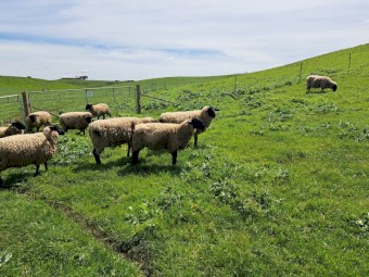 Suffolk Ewes x 20
