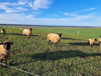 Suffolk Ewes x 20