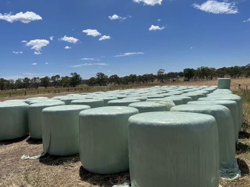 Oaten Silage