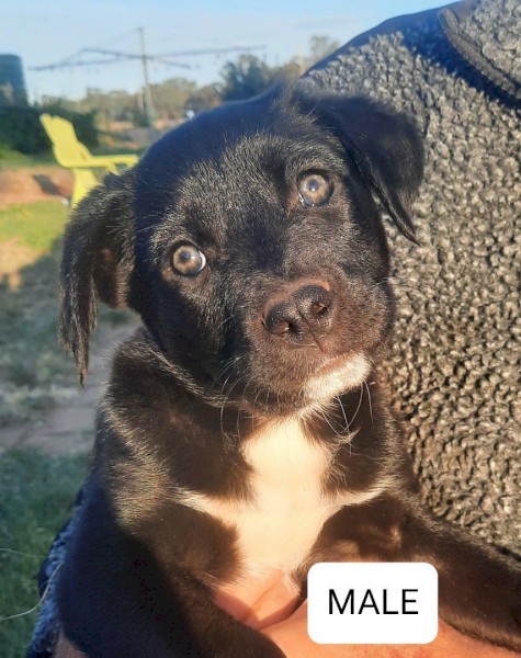Kelpie/ border collie pups 