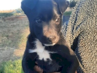 Kelpie/ border collie pups 
