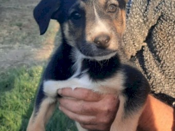Kelpie/ border collie pups 