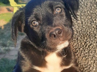 Kelpie/ border collie pups 