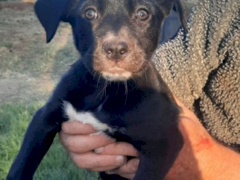 Kelpie/ border collie pups 
