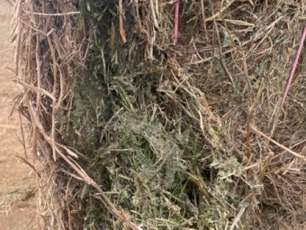 Vetch Hay 8x4x3 Bales (New Season 21/22)